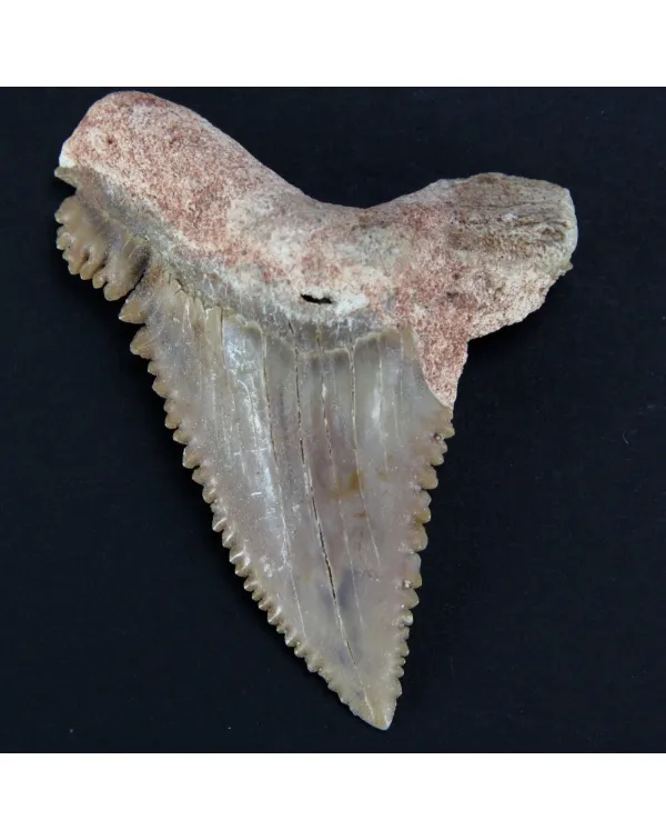 Dente Fossile di Squalo Estinto - Mako Hastalis