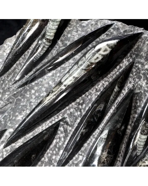 Lastra con Orthoceras Fossili