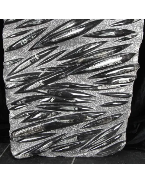 Lastra con Orthoceras Fossili
