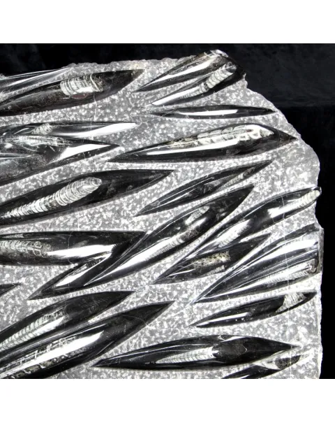 Lastra con Orthoceras Fossili