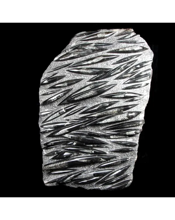 Lastra con Orthoceras Fossili