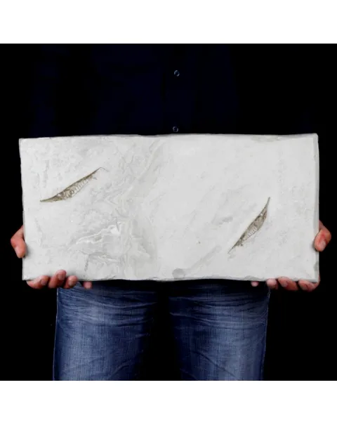 Fistularioides Fossili su Lastra