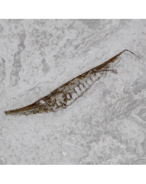 Fistularioides Fossili su Lastra