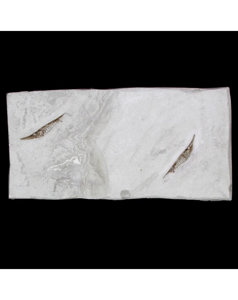 Fistularioides Fossili su Lastra