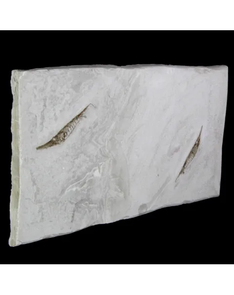 Fistularioides Fossili su Lastra