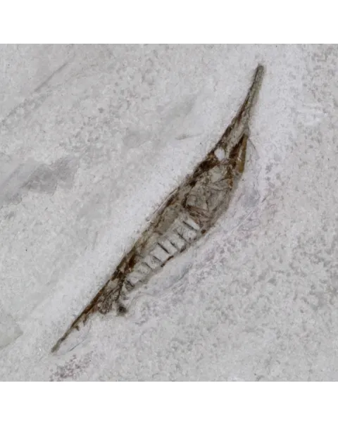 Fistularioides Fossili su Lastra