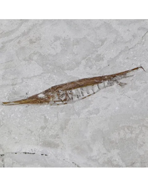 Fistularioides Fossili su Lastra