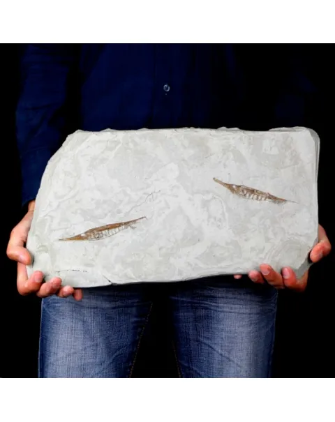 Fistularioides Fossili su Lastra