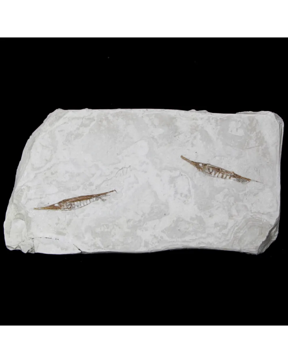Fistularioides Fossili su Lastra