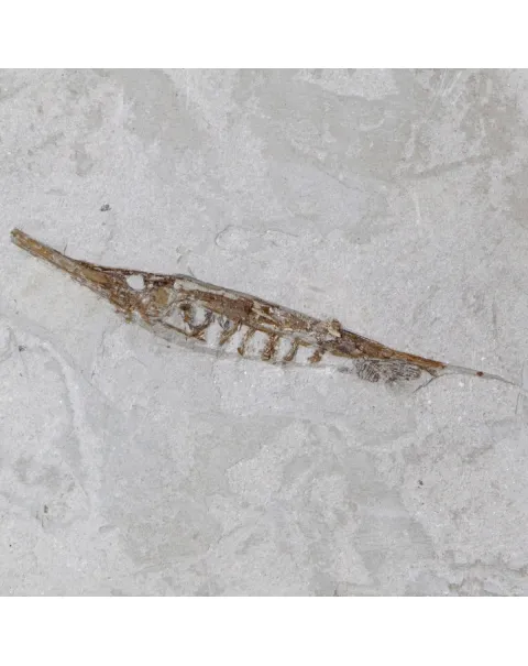 Fistularioides Fossili su Lastra