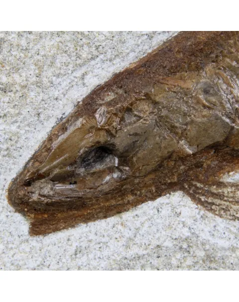 Rhacolepis Buccalis Fossili