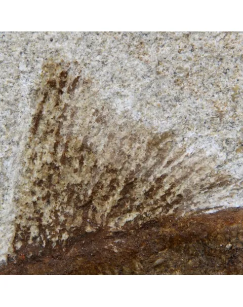 Rhacolepis Buccalis Fossili