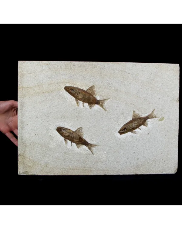 Rhacolepis Buccalis Fossili