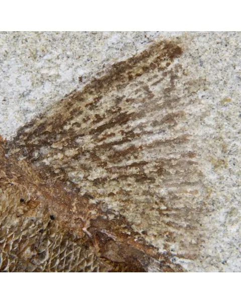 Rhacolepis Buccalis Fossili