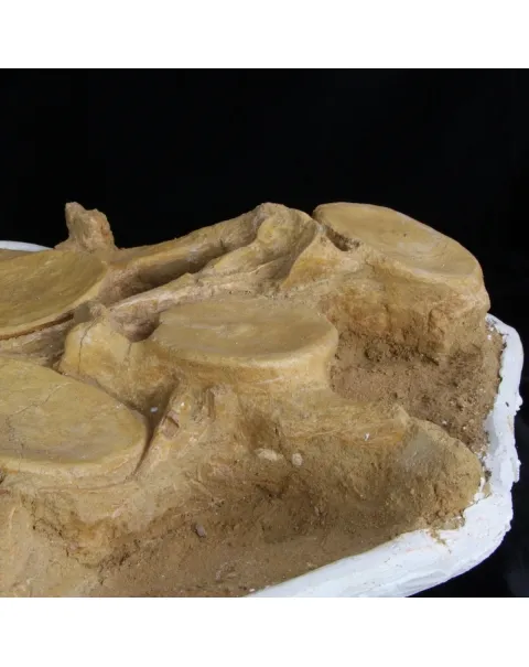 Plesiosaurus Dolichodeirus