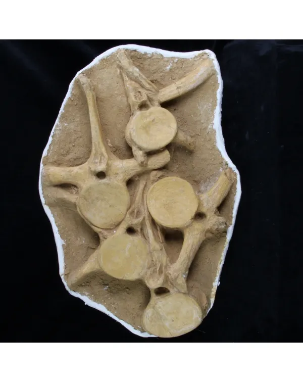 Plesiosaurus Dolichodeirus