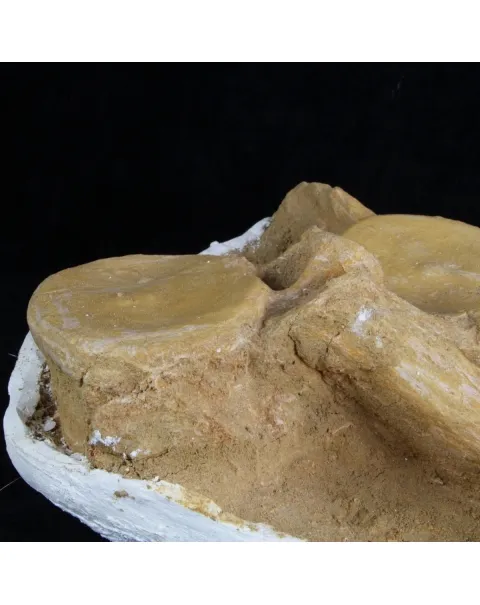 Plesiosaurus Dolichodeirus