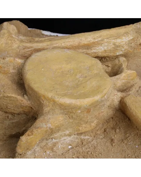 Plesiosaurus Dolichodeirus