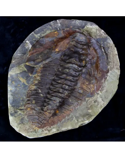 Cambropallas Telesto Geyer