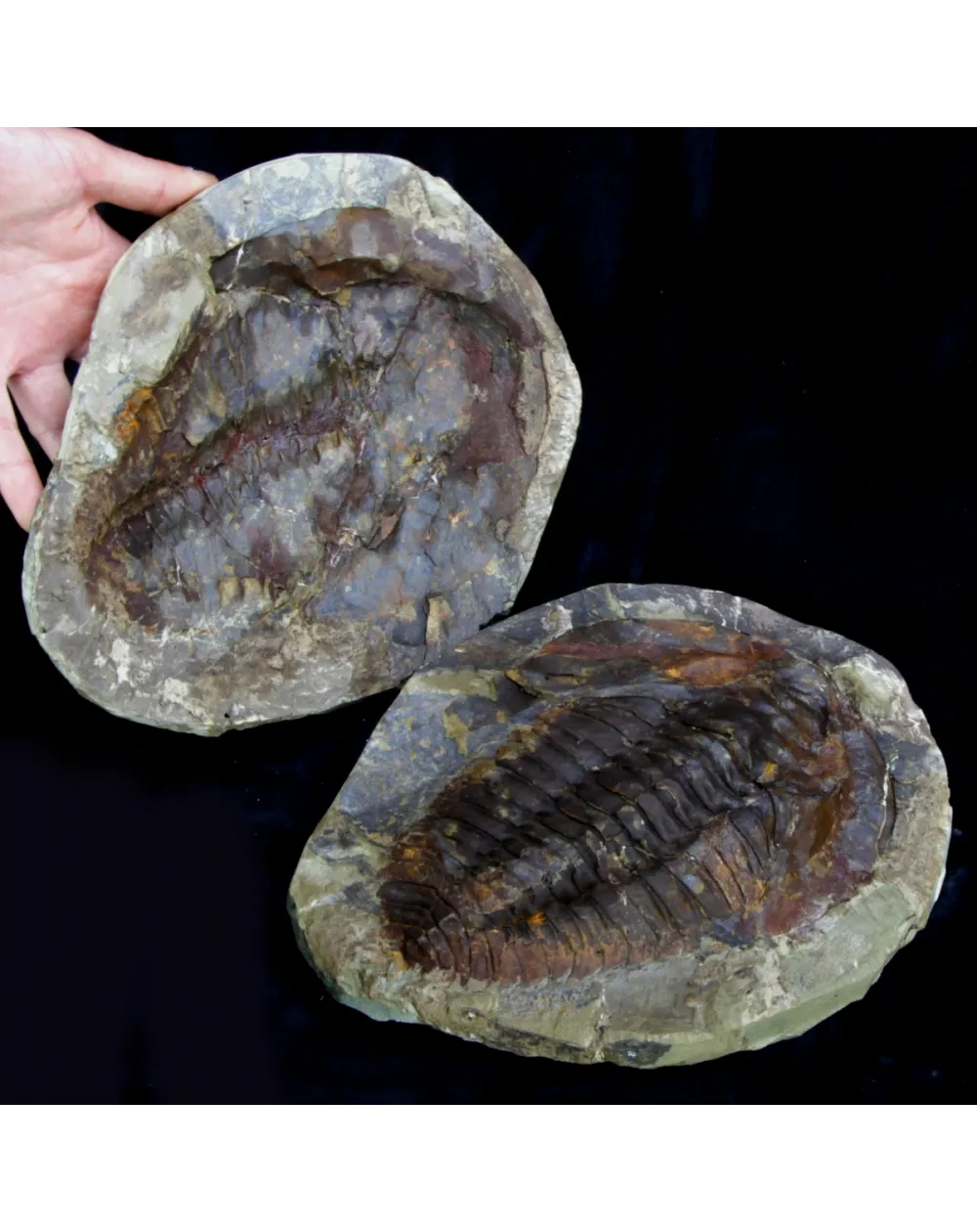 Cambropallas Telesto Geyer