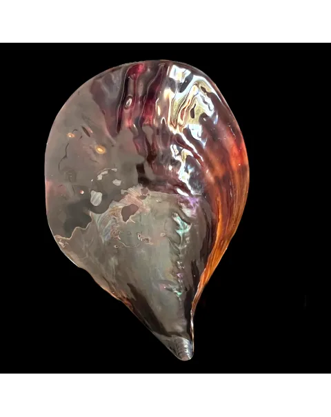 Atrina Vexillum - Lucida