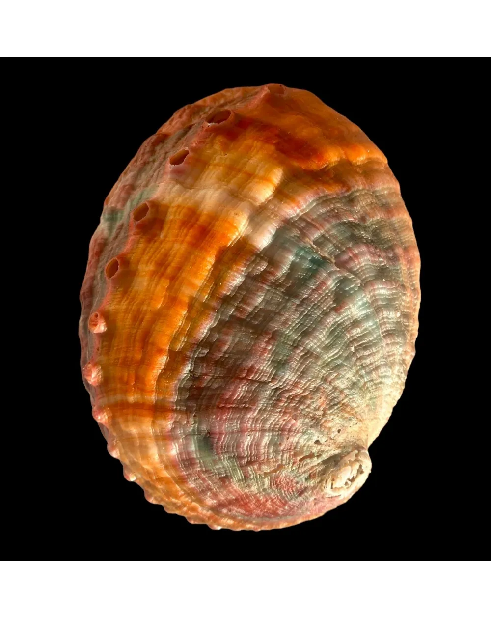 Haliotis Kamtschatkana Assimilis