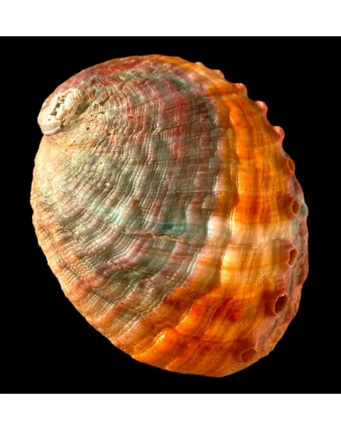 Haliotis Kamtschatkana Assimilis