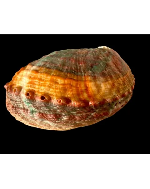 Haliotis Kamtschatkana Assimilis