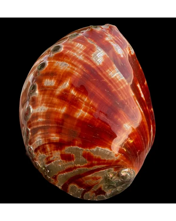 Haliotis Rufescens