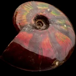 Ammoniti Red Opal (9)
