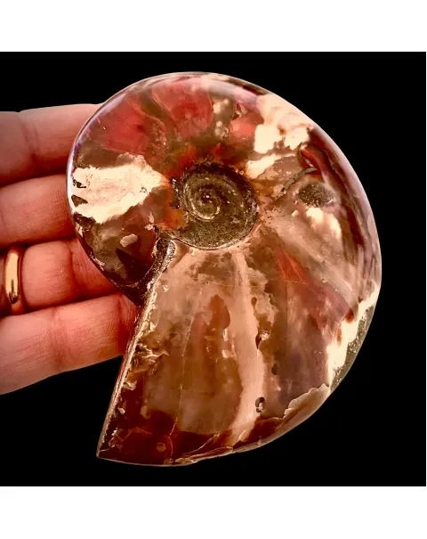 Ammonite Cleoniceras