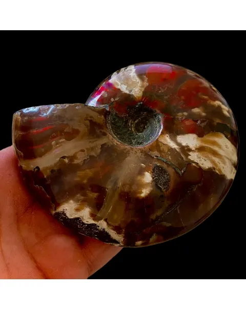 Ammonite Cleoniceras