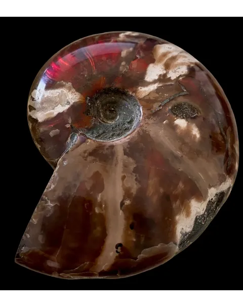 Ammonite Cleoniceras