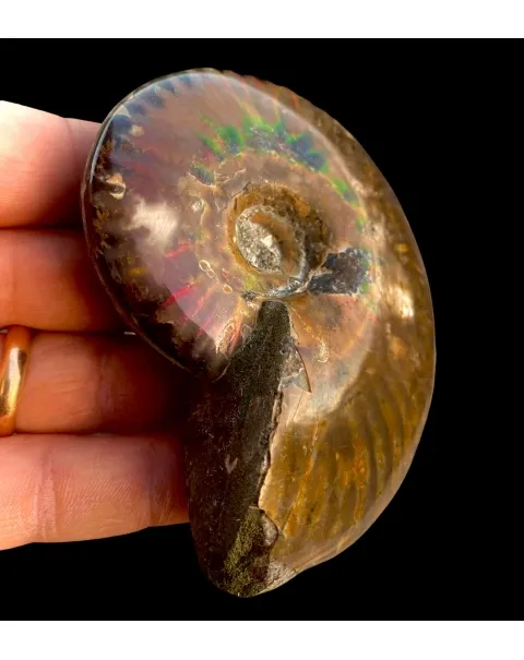 Ammonite Cleoniceras