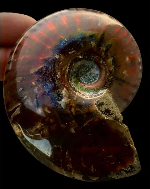 Ammonite Cleoniceras