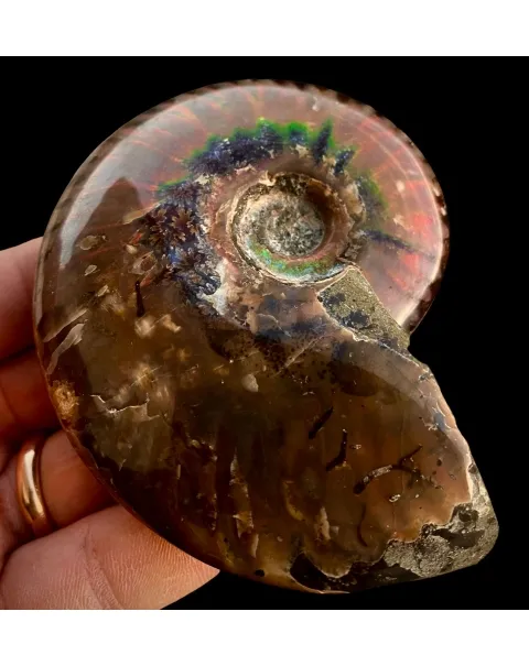 Ammonite Cleoniceras