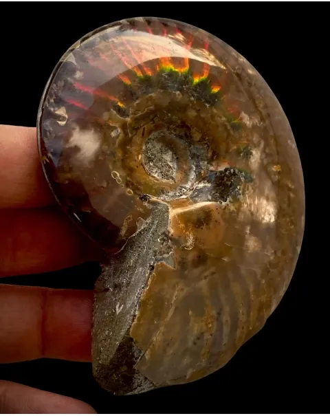 Ammonite Cleoniceras
