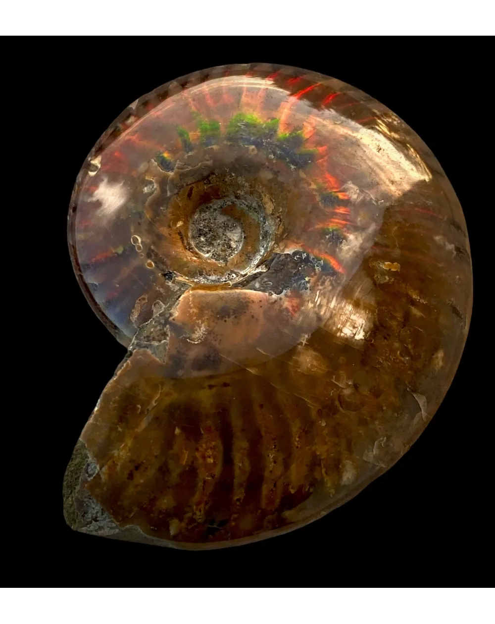 Ammonite Cleoniceras