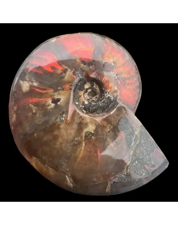 Ammonite Cleoniceras - Red Opal