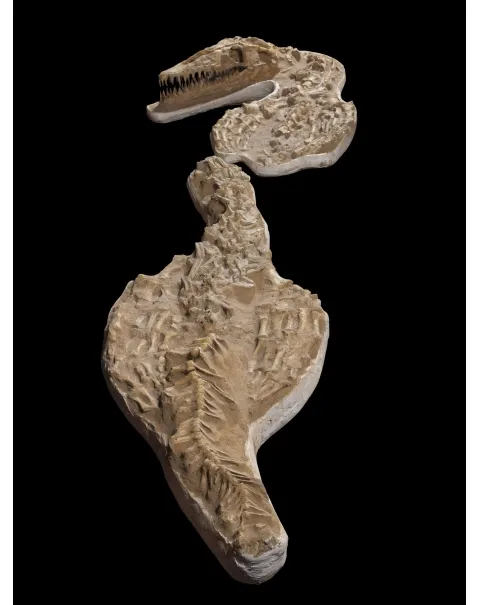 Fossile Mosasaurus
