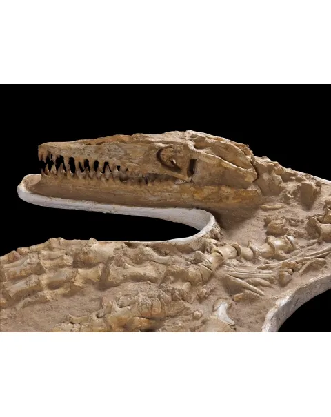 Fossile Mosasaurus