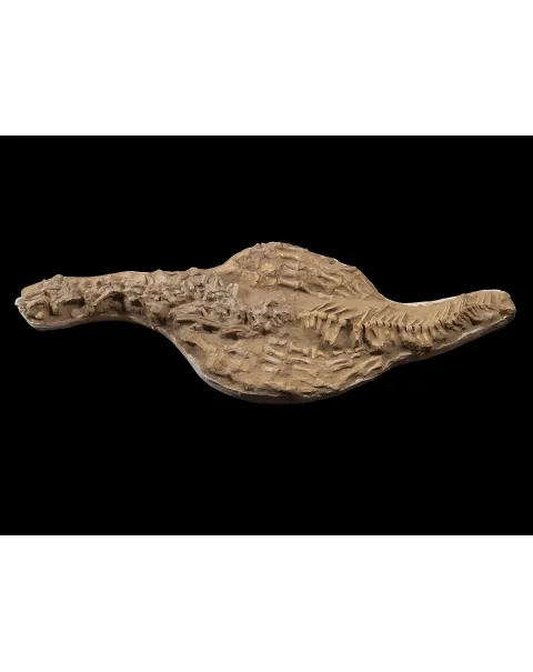 Fossile Mosasaurus