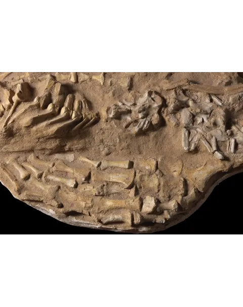 Fossile Mosasaurus