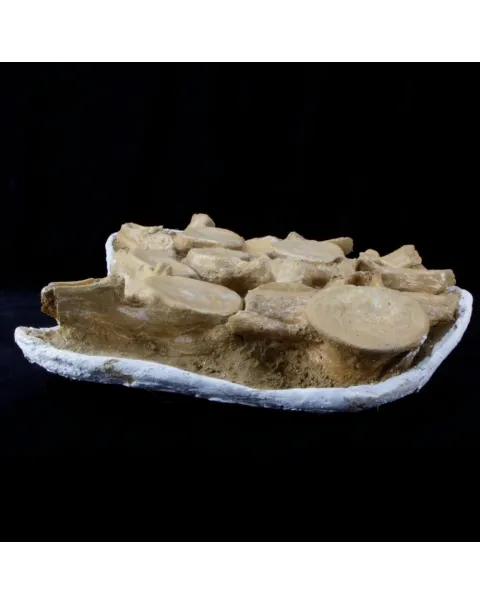 Plesiosaurus Dolichodeirus