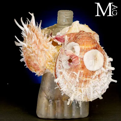 Reperto dell’Antropocene – Plastica e Vita Marina.