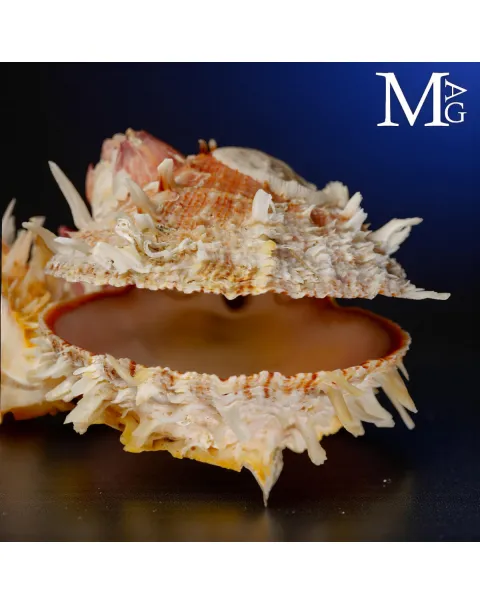 Reperto dell’Antropocene – Plastica e Vita Marina.