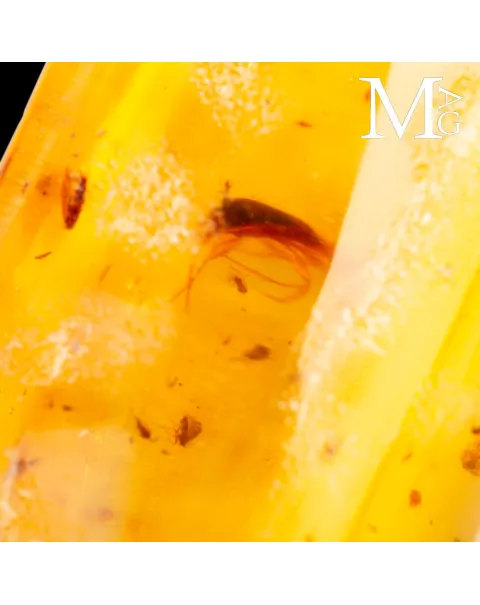 Copale fossile con insetti – Madagascar