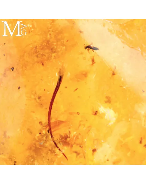 Copale fossile con insetti.