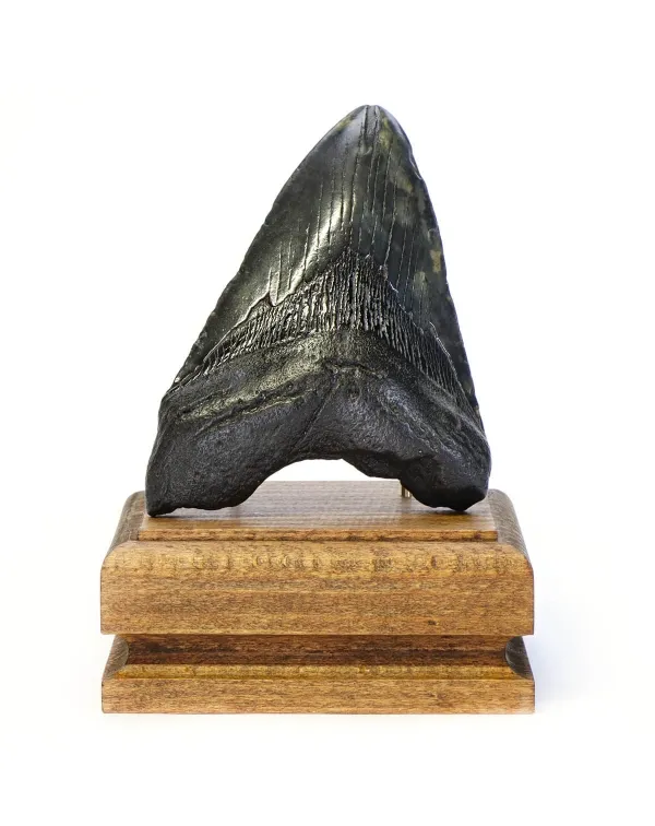 Dente di Megalodonte