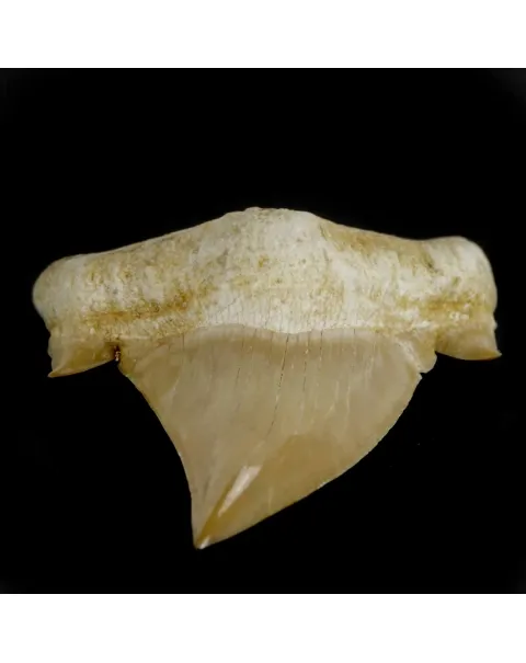 Dente di Squalo estinto - Otodus 